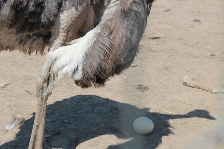 яйца страусиные Орёл. Фото №1