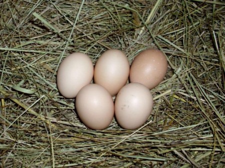 яйца куриные Тольятти. Фото №1