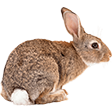 Категория Кролики