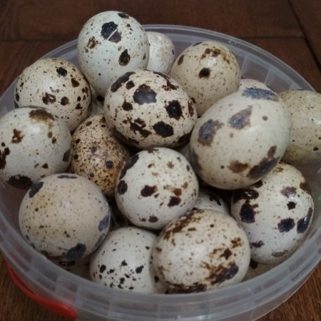 яйца перепелиные Калуга. Фото №1