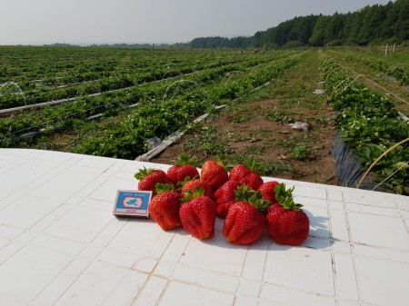 ягода Нижнекамск. Фото №1