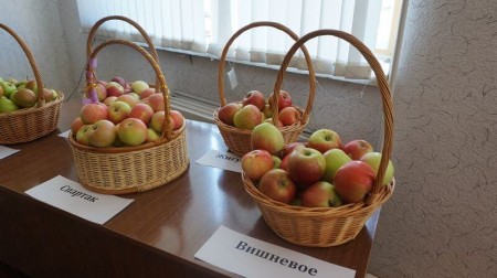 яблоки Самара. Фото №1