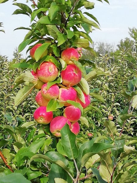 яблоки Самара. Фото №3